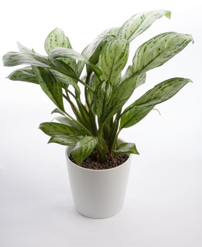 Plants in the bathroom - Chinese Evergreen