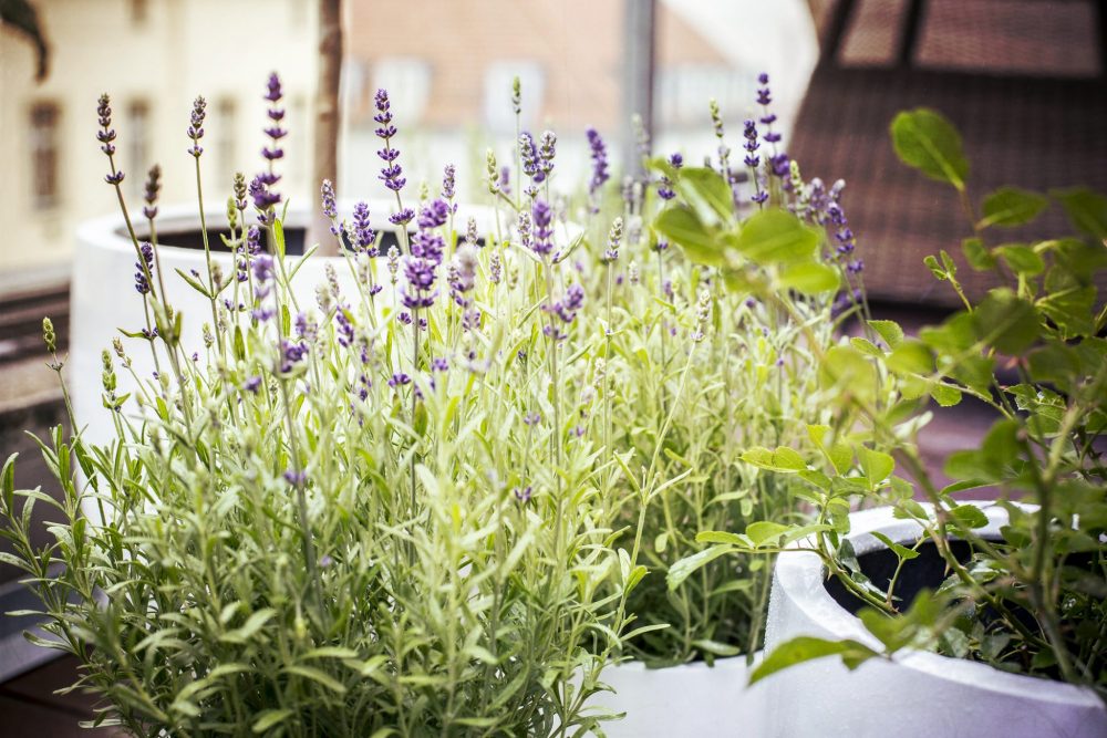 Mosquito-repellent plants: lavender