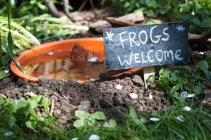 You can make DIY frog houses with materials like clay plant pots or mugs. Source: rspb.org.uk
