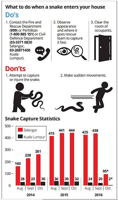 what to do if snake enters home - infographic from the thestar.com.my